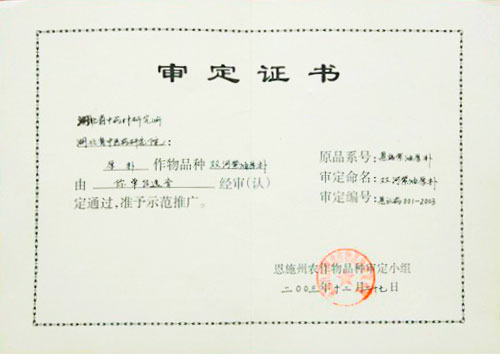 我所选育的“双河紫油厚朴”.jpg
