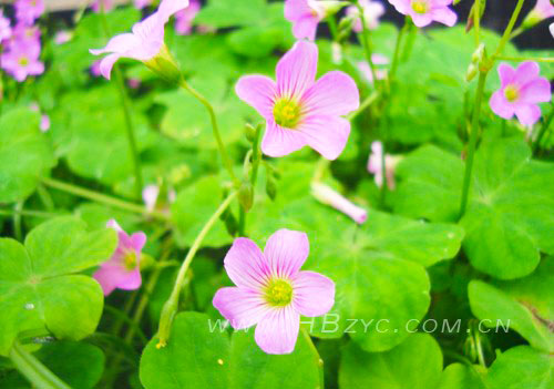 红花酢浆草.jpg