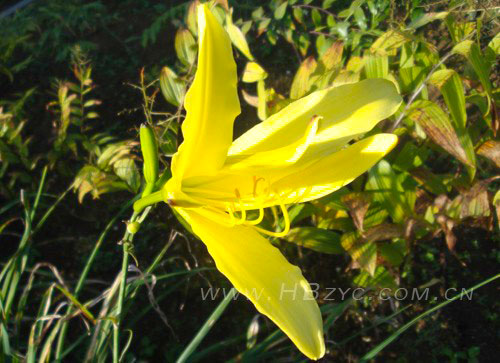 黄花.jpg