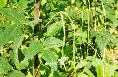 豇豆.jpg