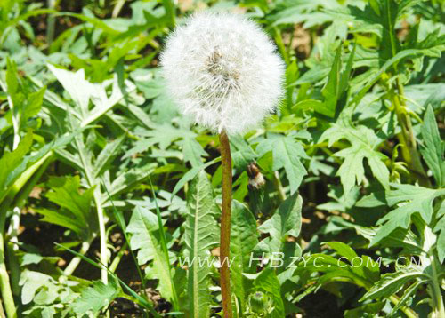 蒲公英.jpg