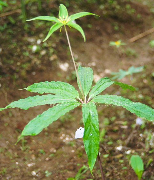 七叶一枝花.jpg
