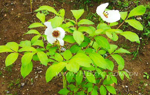 芍药.jpg