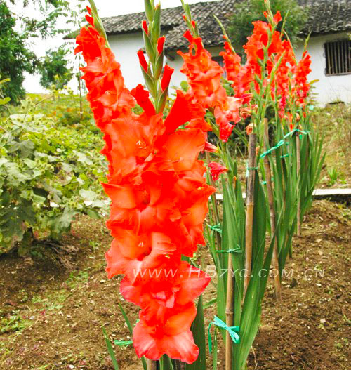 唐菖莆.jpg