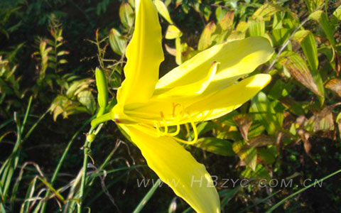 黄花