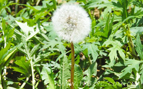 蒲公英