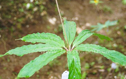 七叶一枝花