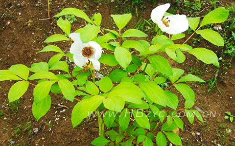 芍药