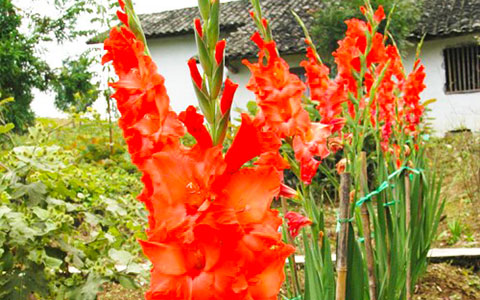 唐菖莆