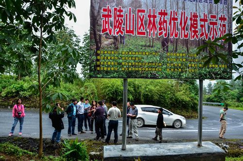 “武陵山区林药优化模式示范”项目通过现场查定.jpg