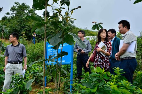 “武陵山区林药优化模式示范”项目通过现场查定2.jpg
