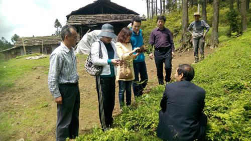 “鄂西南山区林下黄连种植优化模式推广示范”项目中期绩效评价圆满完成.jpg