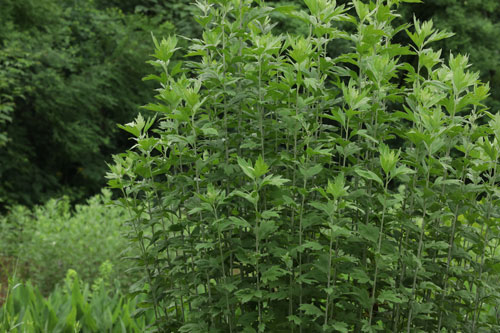 艾叶-原植物.jpg