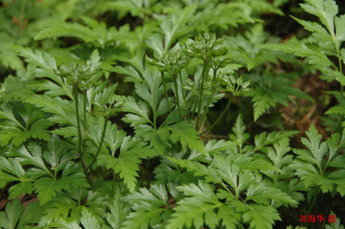 图1-4-黄连-原植物.jpg