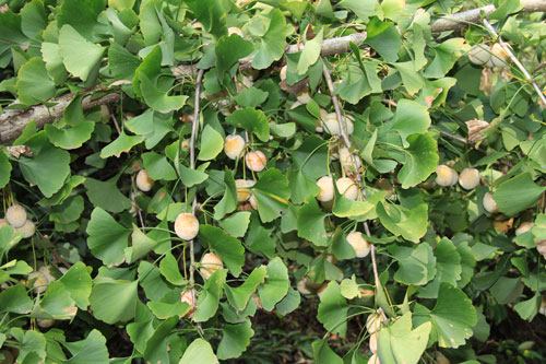 银杏叶-原植物.jpg