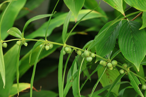黄精-原植物-基原为黄精-2.jpg