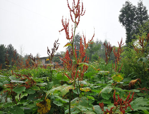 大黄-药用大黄-原植物.jpg