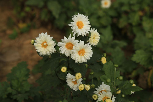 福白菊