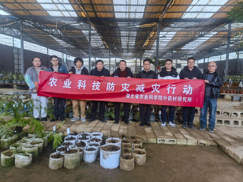 中药材抗灾救灾_副本.jpg